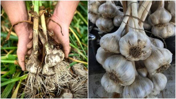 Mia nonna mi ha raccontato un trucco per conservare l’aglio. Sarà fresco per un anno e non dovrete continuare a comprarlo.