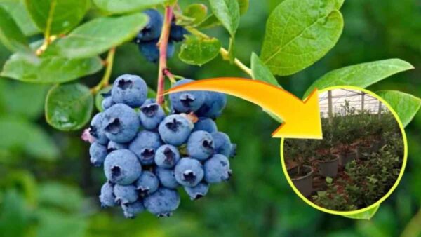 Mirtilli: teneteli lontani da queste piante per un raccolto illimitato!