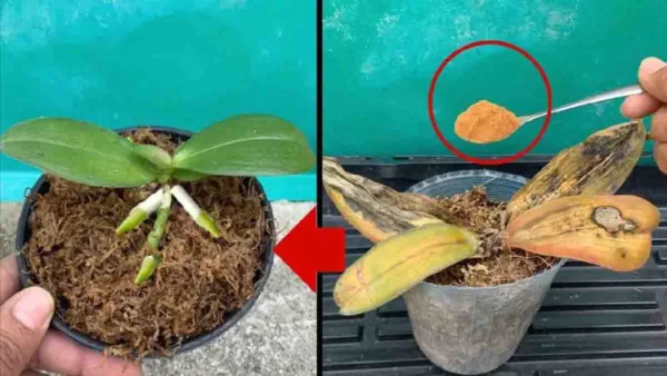 Molti hanno iniziato a versare olio d’oliva sulle piante: il motivo inaspettato