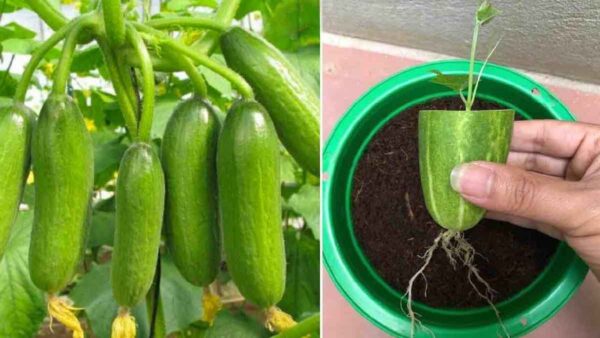 Moltiplica i cetrioli in questo modo: riproduzione infinita!