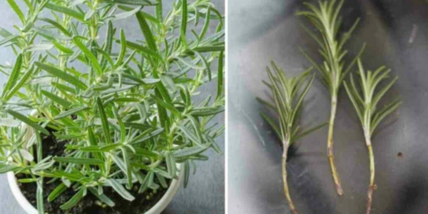Moltiplicare velocemente il rosmarino: consigli e suggerimenti!