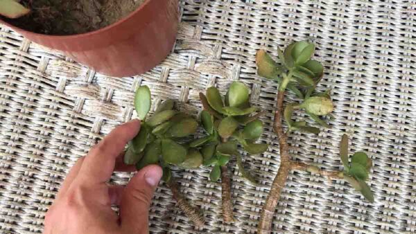 Moltiplicate il vostro albero di giada all’infinito con il metodo dei 3 ramoscelli.