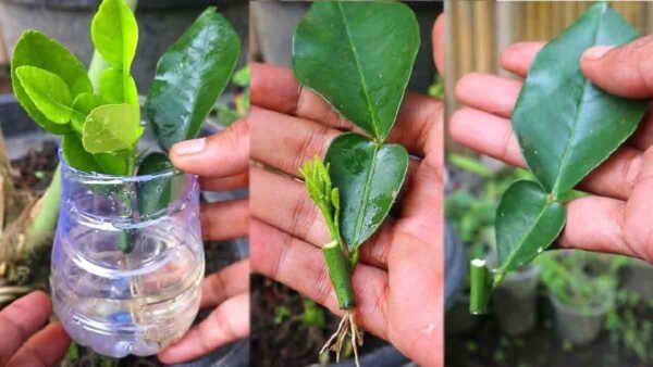 Moltiplicate il vostro albero di limoni da talee di foglie in pochi minuti!