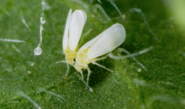 Mosche bianche: 4 tecniche naturali per scacciare le mosche bianche