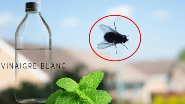 Mosche che rilasciano le loro larve in tutta la casa: come eliminarle definitivamente?