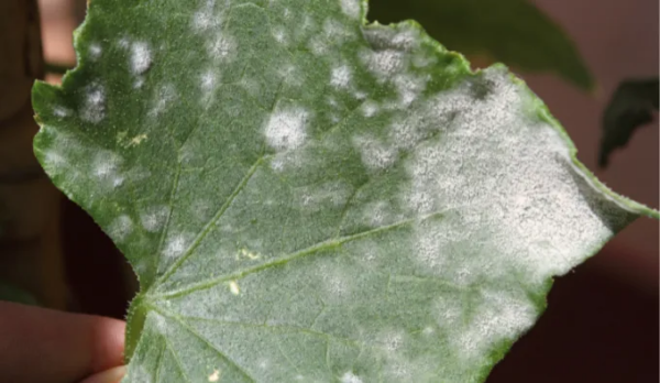 Muffa bianca: la malattia che potrebbe uccidere le tue piante