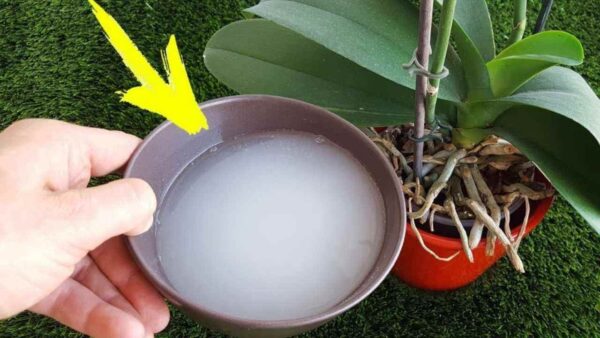 NON HA FIORITO PER ANNI, ORA È TUTTO IN BOCCIOLI: MAI OTTENUTO UNA CRESCITA COSÌ RAPIDA