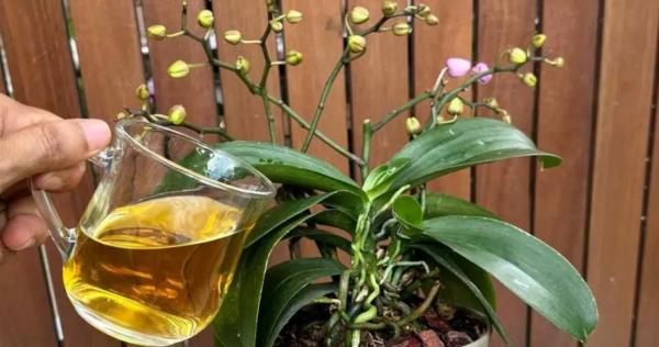 Ne basterà solo 1 tazza al mese: sia i fiori che le radici sbocceranno tutto l’anno