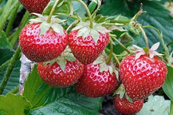 Niente più acquisto di piantine. Scopri come propagare fragole anche senza di esse.