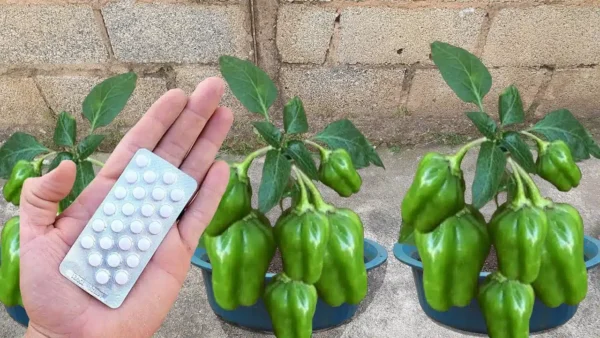 Niente più peperoni: questo è un ottimo modo per coltivare un raccolto di peperoni gustoso e sano!