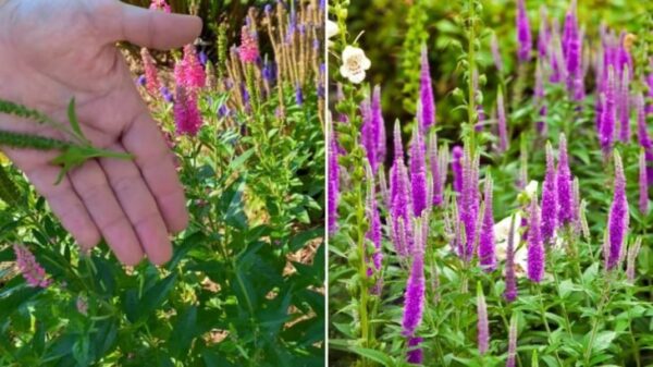 Niente più scavi: una pianta bella ed efficace che spinge con successo tutte le erbacce fuori dal giardino e riempie il terreno spoglio di fiori meravigliosi.