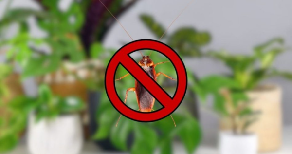 Non appena sentono l’odore di questa pianta, gli scarafaggi scompaiono immediatamente.