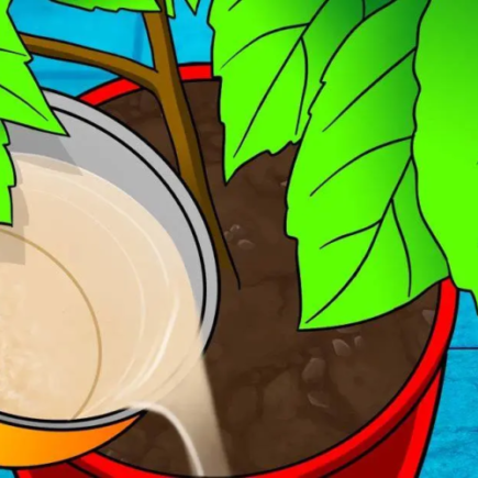 Non buttare via l’acqua di cottura del riso: annaffia con essa le tue piante, risparmi molto