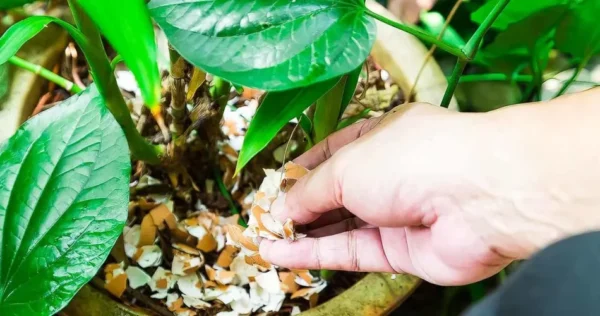 Non buttate via i gusci d’uovo: seminateli in giardino, fanno miracoli