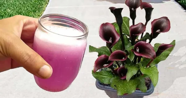 Non buttatelo via, vale oro per le vostre piante: usatelo in giardino.