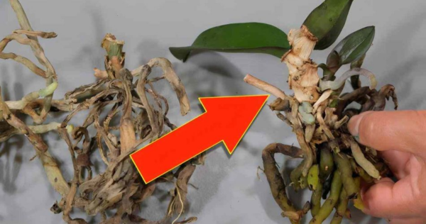 Non butterai mai più via le vecchie orchidee dopo aver visto questo suggerimento