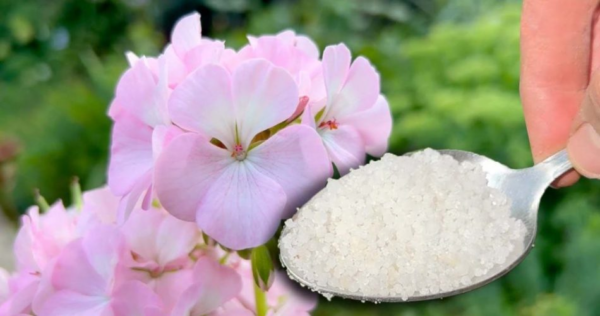 Non ci crederai, ma fa crescere qualsiasi pianta o fiore 5 volte più velocemente