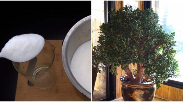 Non ci credevo finché non l’ho provato: L’albero dei soldi cresce a dismisura con un solo ingrediente