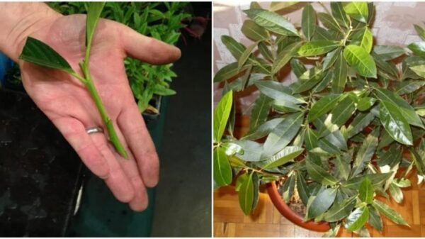 Non compro foglie di alloro, le coltivo a casa mia sul davanzale. Non ci sono effetti più sorprendenti di quelli offerti da un pezzo coltivato in proprio.