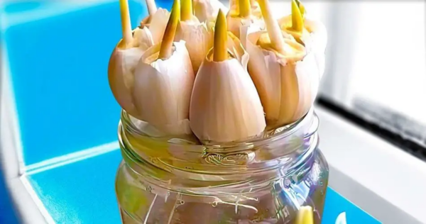 Non compro più l’aglio nel negozio. Il mio giardiniere mi ha spiegato come coltivarlo in grandi quantità.