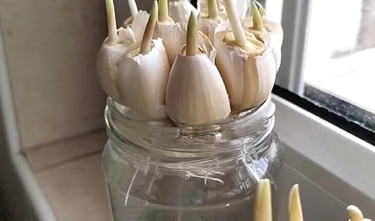 coltivare l'aglio in acqua