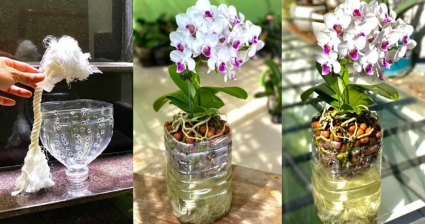 Non dovrai più innaffiare le orchidee con l’acqua: innaffiale con questa per una fioritura spettacolare