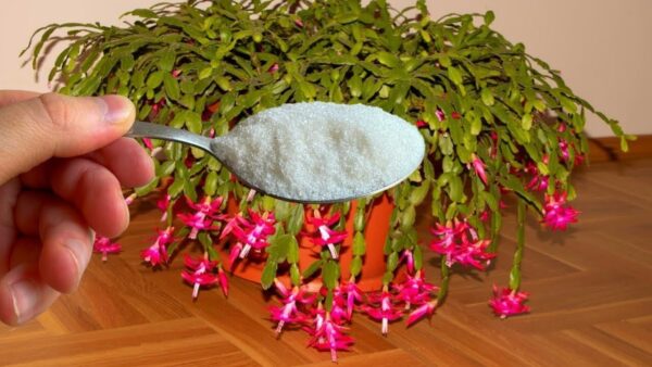 Non importa se hai un cactus di Natale o un’orchidea: QUESTO FUNZIONA per tutti: il segreto per far FIORIRE tutte le piante d’appartamento!