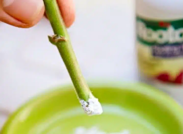 Non è necessario acquistare l’ormone radicante, fallo da solo!