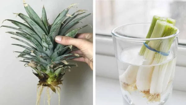 Non oserete più buttare via gli avanzi di frutta e verdura quando vedrete questi suggerimenti intelligenti!