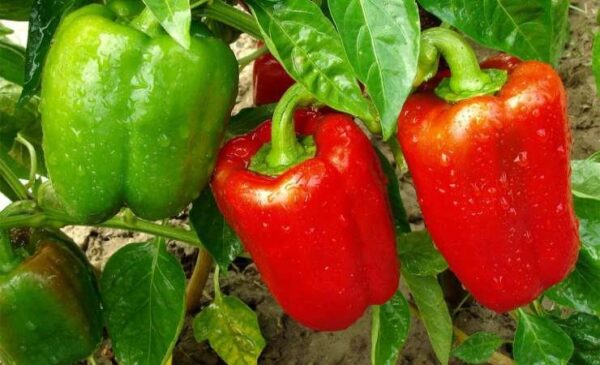 Non piantare mai peperoni e pomodori senza! La nonna lo aggiunge sempre al terreno! Piantine forti!