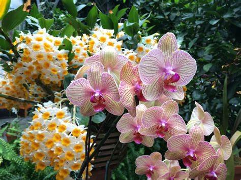 Non potevo crederci, ma è VERAMENTE così: con soli 3 cucchiai di fondi di caffè, tutte le orchidee fioriscono!