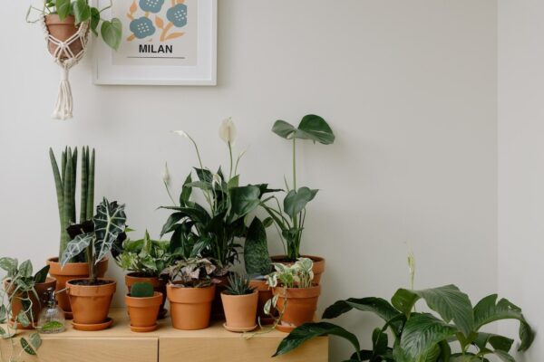 Non sono mai fiorite così ABBONDANTEMENTE! Aggiungi un cucchiaino sotto qualsiasi stanza e goditi un sacco di fiori bellissimi!