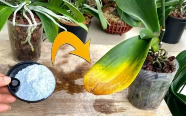 Non tutti conoscono questi 4 metodi per innaffiare le orchidee