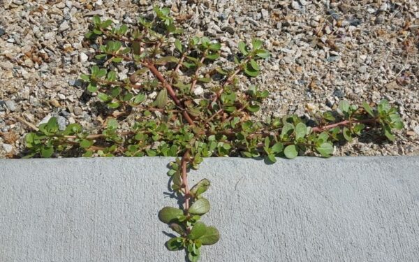 Non è una cattiva pianta, ma vale oro: ecco perché