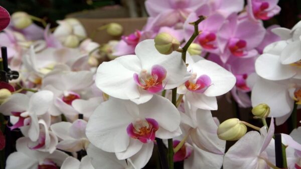 Non vale la pena buttare via l’acqua del riso, l’orchidea la ripagherà con bellissimi fiori