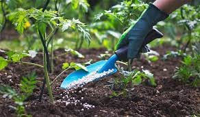 Nulla funzionerà meglio su ZAMIKOLUKAS: basta mescolarlo con il terreno e aggiungerlo alla concimazione!