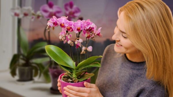 ORCHIDEA, SOLO SE LA SI METTE QUI FIORISCE SPLENDIDAMENTE: NESSUNO LO FA MAI.