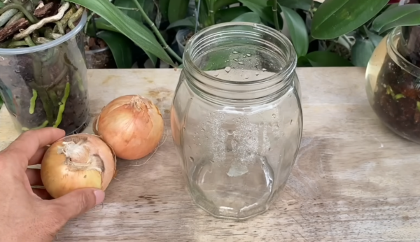 Ogni orchidea ha bisogno di queste 2 COSE. TUTTI LE HANNO A CASA.