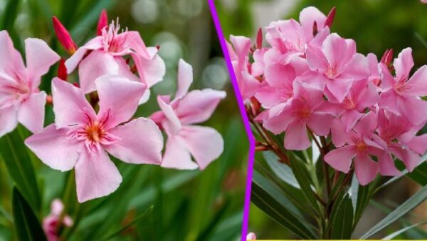 Oleandro: esegui queste 6 azioni essenziali per farlo fiorire più a lungo!