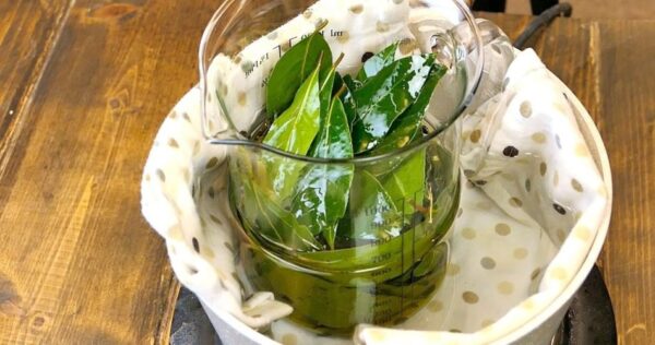 Olio di alloro: come prepararlo in casa con foglie fresche e olio extravergine di oliva