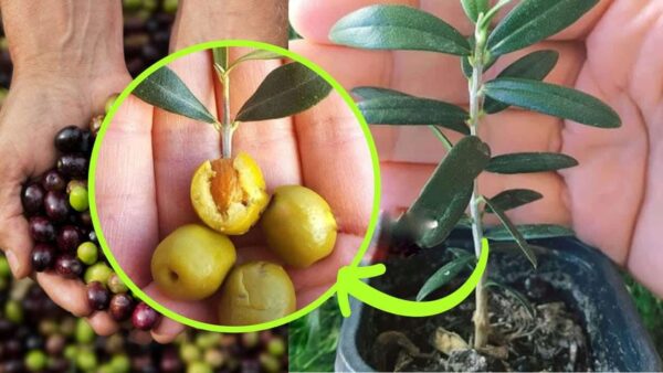 Olivo in vaso, ecco la tecnica per coltivarlo al meglio: forte e frondoso.