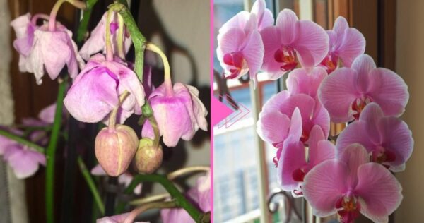 Orchidea appassita, c’è ancora speranza: questo ingrediente la riporta in vita