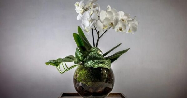 Orchidea: in una settimana sarà piena di fiori. Ci vogliono solo 2 minuti