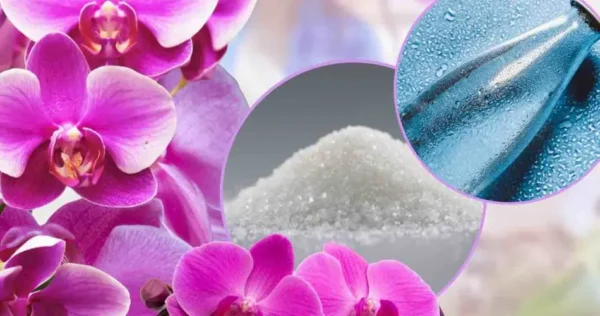 Orchidea malata, il trucco dello sciroppo “acqua e zucchero” che la fa tornare come nuova