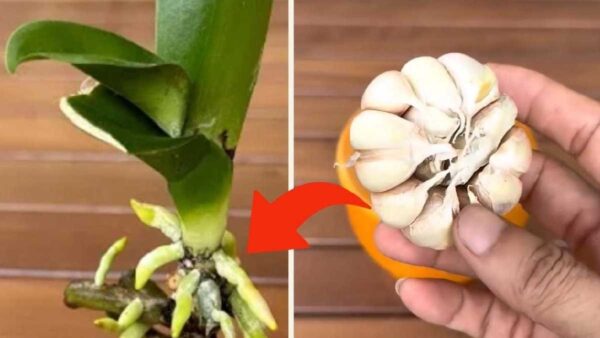 Orchidea: mantienila in vita per diversi anni utilizzando questo trucchetto da vivaio!