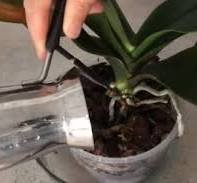 Orchidea: niente chimica e un ottimo risultato! Il miglior trucco per coltivare la vostra orchidea