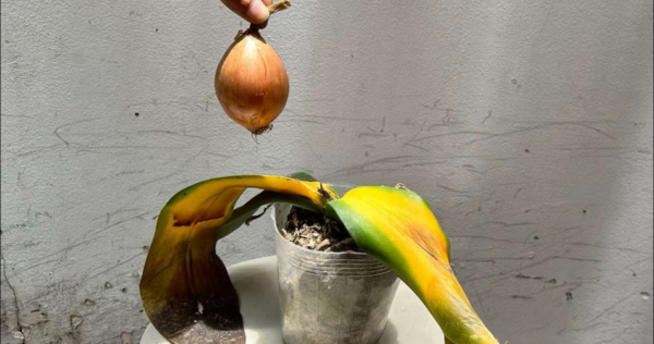 Orchidea: questo ingrediente può rinvigorirti in pochissimo tempo