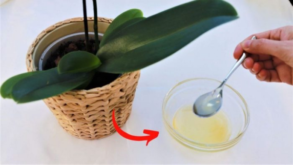 Orchidea sana e rigogliosa con questo sciroppo fai da te: è un vero miracolo