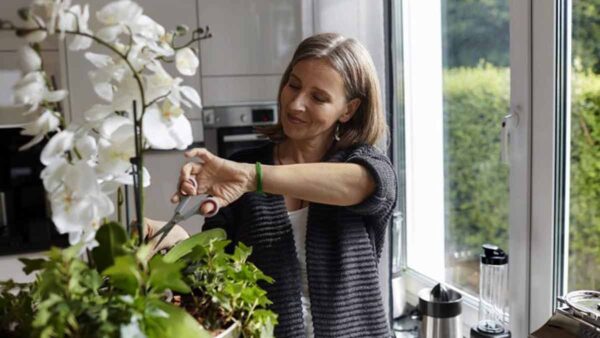 Orchidee: 6 consigli per una cura al 100% delle orchidee