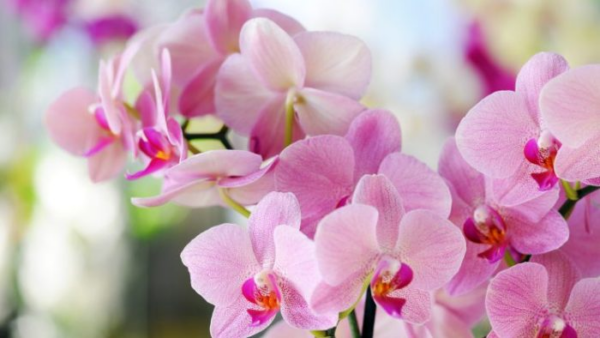 Orchidee che fioriscono d’estate: il trucco magico per riuscirci